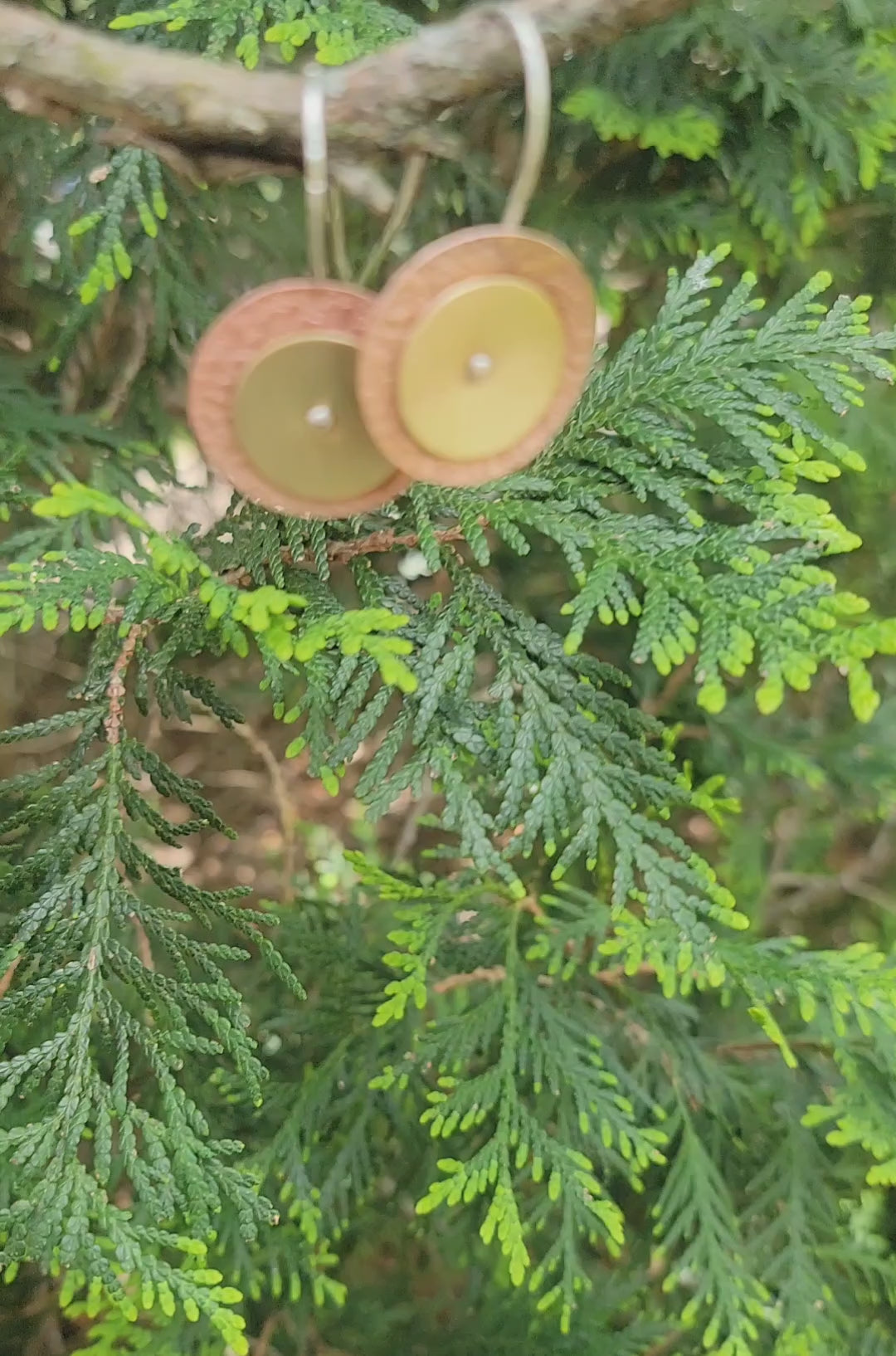 Brass and copper circular earrings on tree branch in outdoor setting